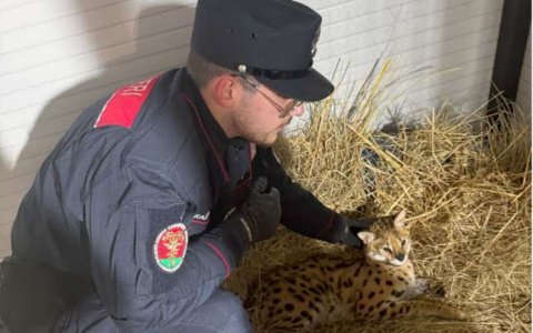 Catturato un esemplare pericoloso di Servalo africano a Garbagnate