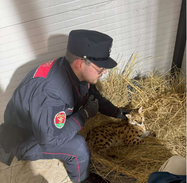 Catturato un esemplare pericoloso di Servalo africano a Garbagnate