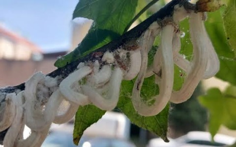 Ricompare la Cocciniglia sugli alberi: indicazioni per i cittadini