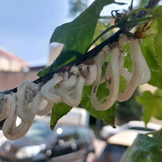 Ricompare la Cocciniglia sugli alberi: indicazioni per i cittadini